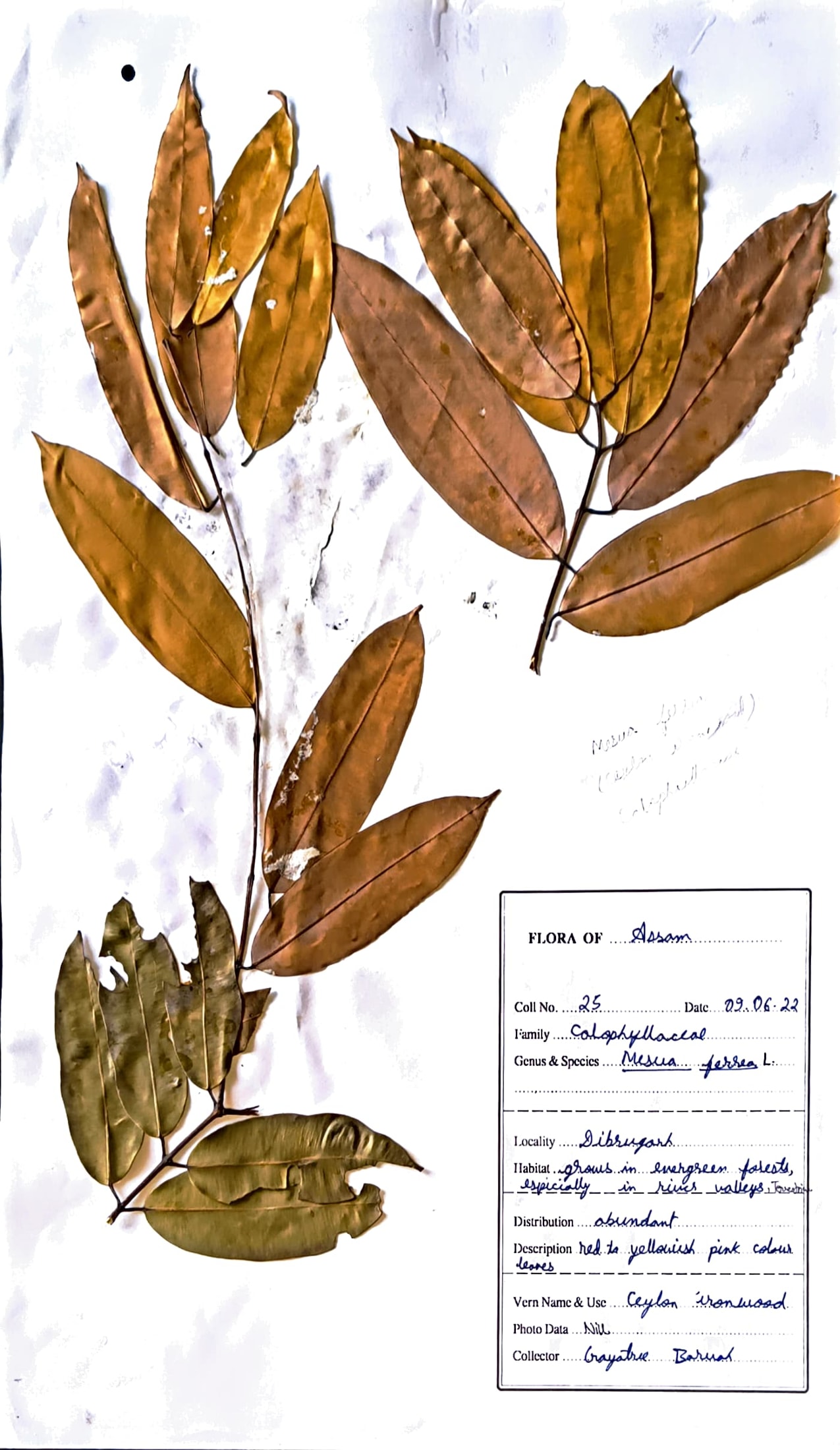 Nahor(Ass.) (Herbarium)